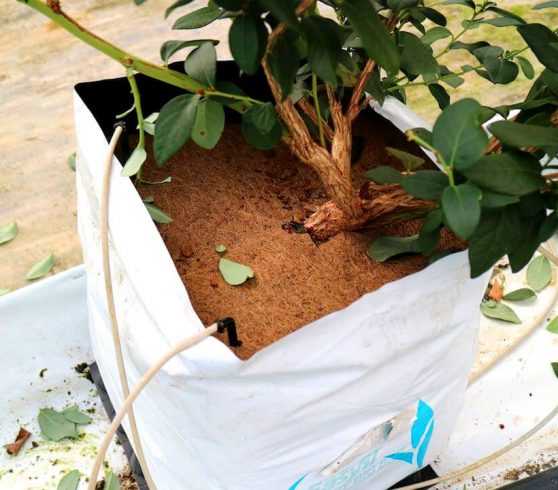 coir substrate