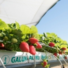 berries growing in galuku growbags