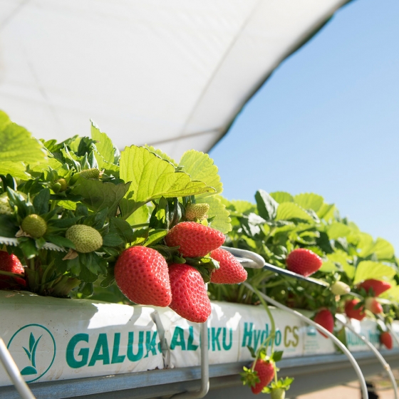 berries growing in galuku growbags