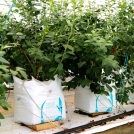 growing blueberries in coir easyfil planterbags