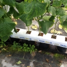 cucumbers in galuku growbags