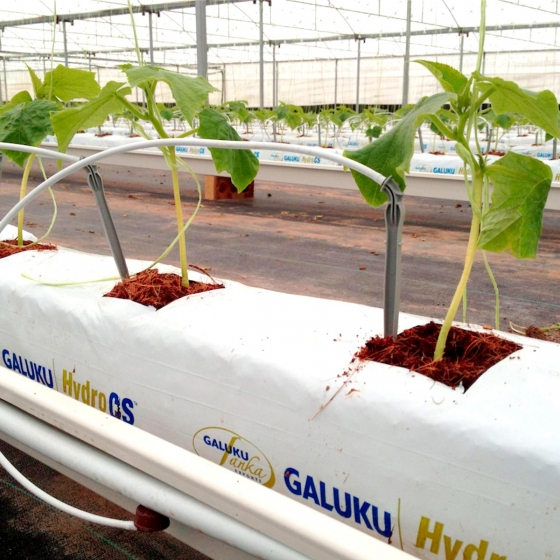 cucumbers in galuku growbags