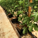 figs in pots