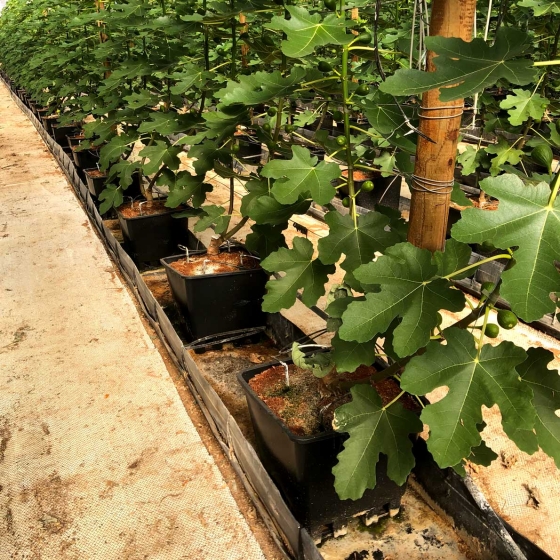 figs in pots