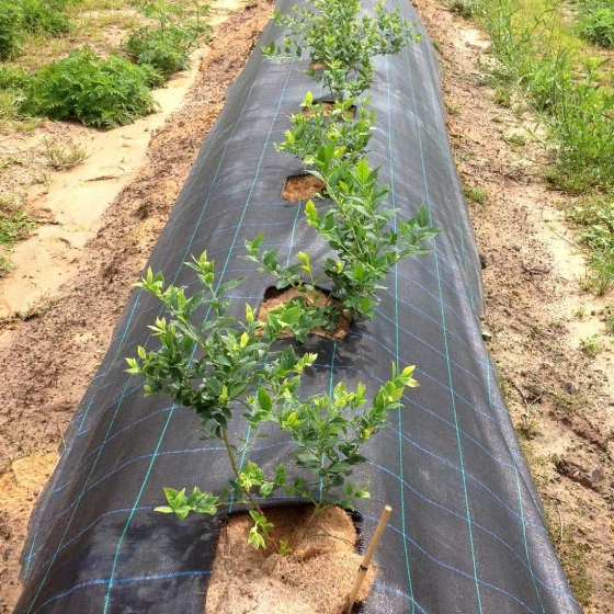 coir weed mats for blueberries