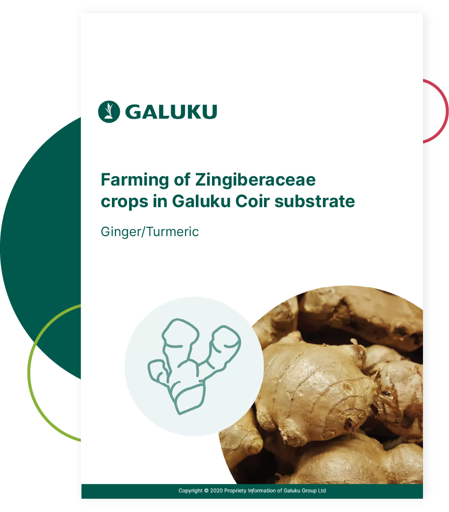 ginger-cover-promo_12x ginger farming guide
