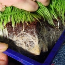 Seed Raising