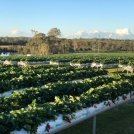 strawberries in galuku growbags