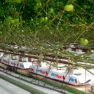 tomatoes in galuku growbags