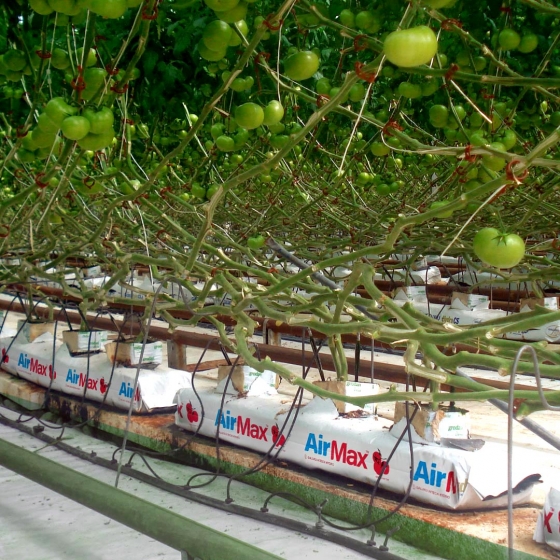 tomatoes in galuku growbags