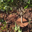 coir weed mat for shrubs