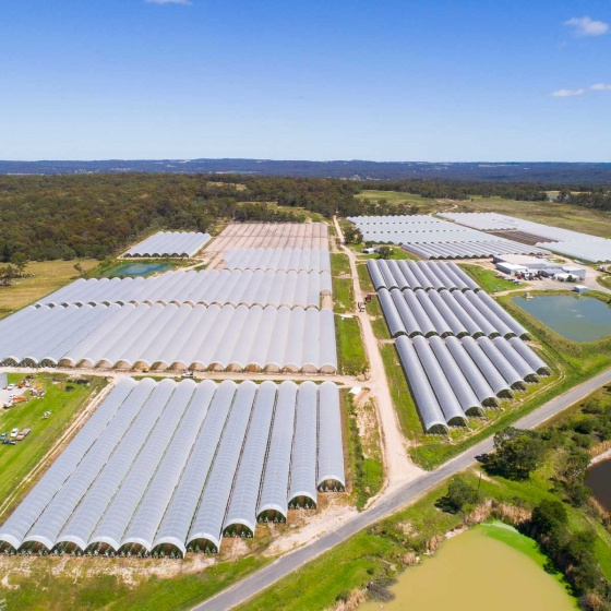 Aerial View Berry Farm