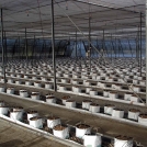 Bell Peppers in Easyfil Planterbags setup
