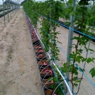 Raspberries in Coir Substrate