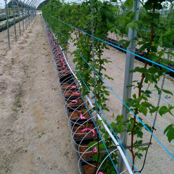 Raspberries in Coir Substrate