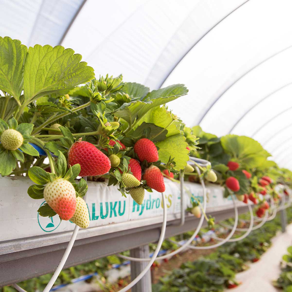 berry-world-strawberries2 strawberries growing in coir