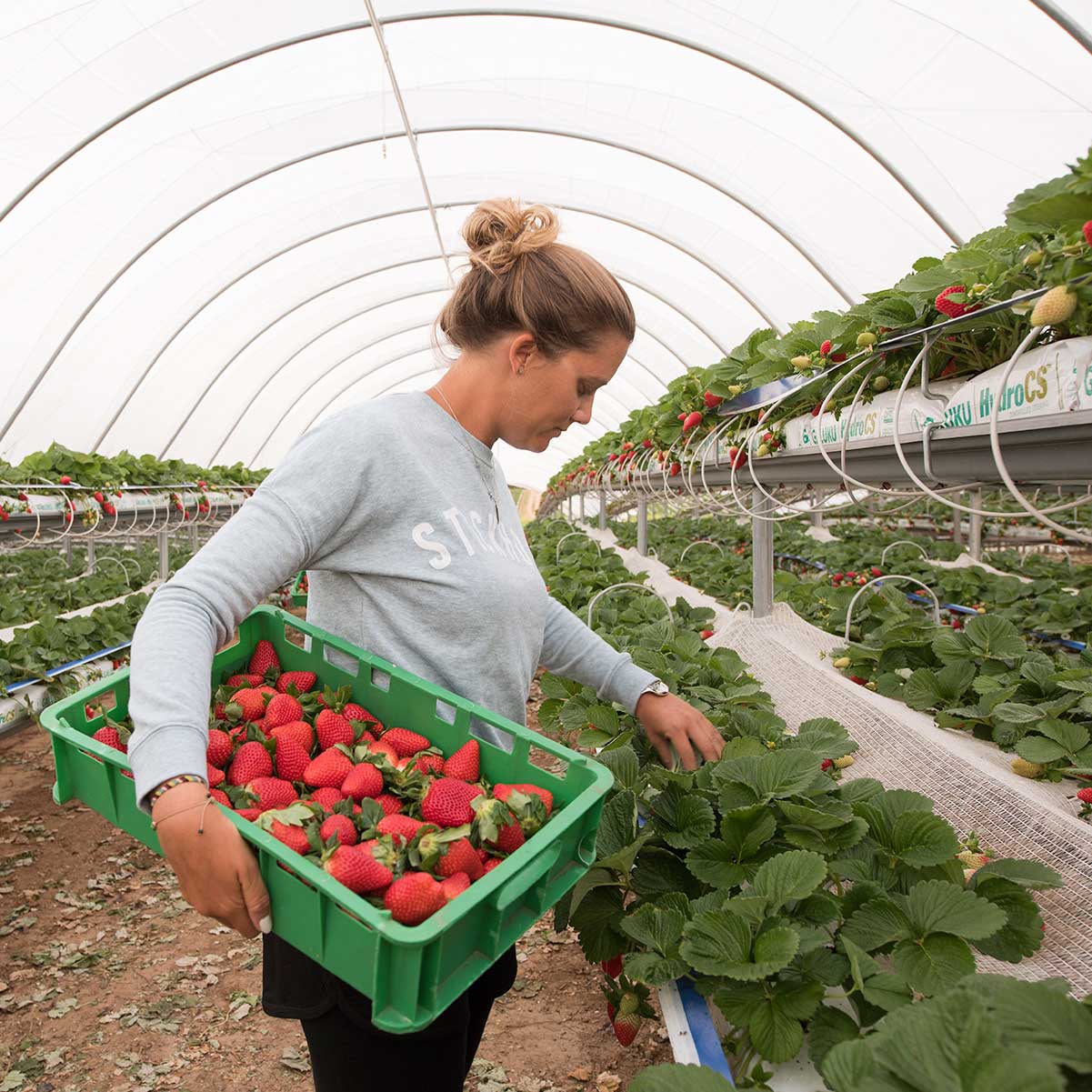 berry-world-strawberries7 harvesting strawberries grown in coir