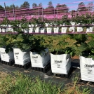 Blackberries growing in Easyfil Planterbags