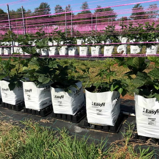 Blackberries growing in Easyfil Planterbags