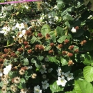 Blackberry flowers and fruit