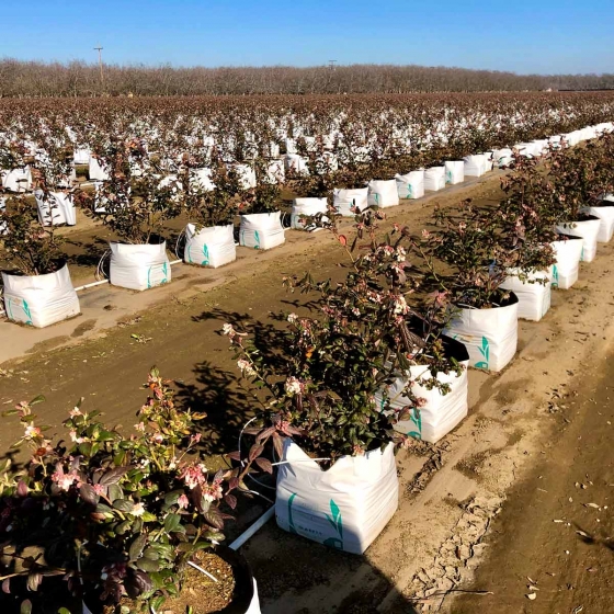 Blueberries growing in Galuku Easyfil Planterbags