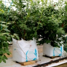 Blueberries growing in Galuku Easyfil Planterbags