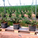 Blueberries growing in pots in coir substrate