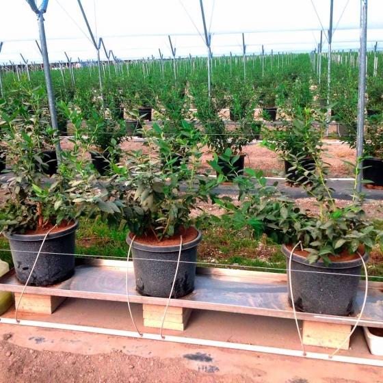 Blueberries growing in pots in coir substrate