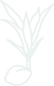 coconut-seed-outline-right About Galuku