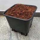 Expanded Coir in a Pot