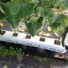 Cucumbers growing in Galuku Growbag