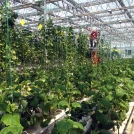 Cucumbers growing in coir substrate