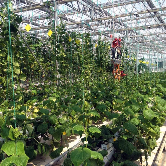 Cucumbers growing in coir substrate