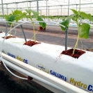 Cucumbers in Coir Substrate Growbag