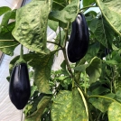 Aubergines/Eggplants growing in coir substrate