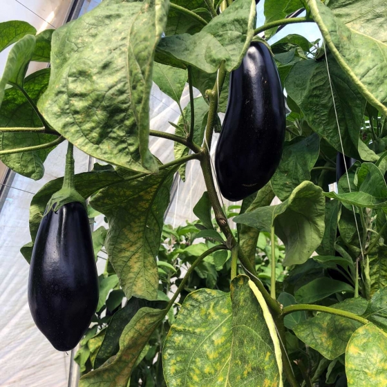 Aubergines/Eggplants growing in coir substrate