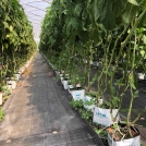 Aubergines/Eggplants in Easyfil Planterbags