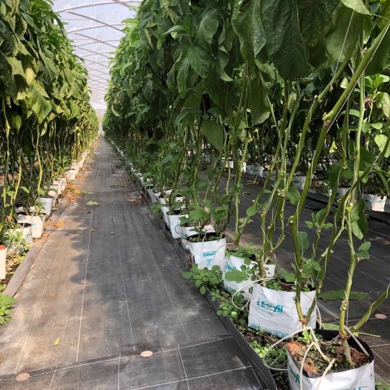 Aubergines/Eggplants in Easyfil Planterbags