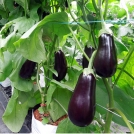 Aubergines/Eggplants in Easyfil Planterbags