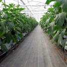 Aubergines/Eggplants in Easyfil Planterbags