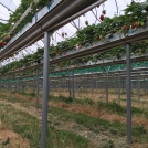 Strawberries in Haygrove gutters