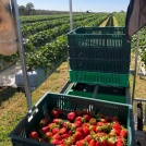 Picking cart for bench-top strawberries