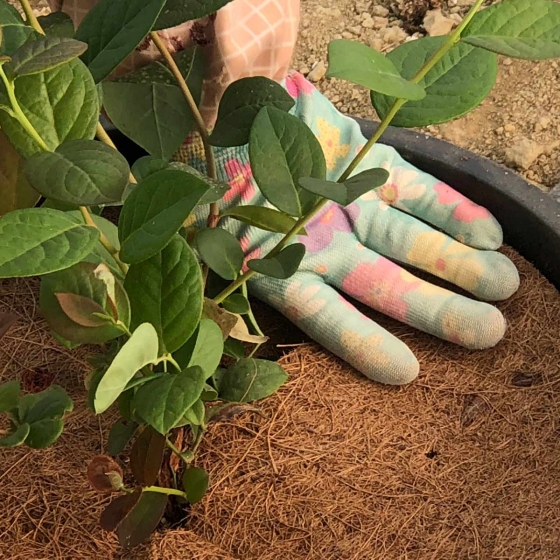 placing weedmat in pot