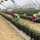 placing weedmats 