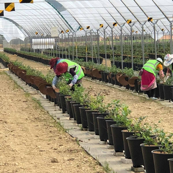 placing weedmats 