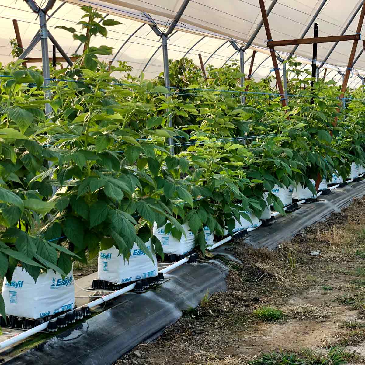 raspberries-corindi-in-haygrove-tunnels Rasperries in Haygrove Tunnels