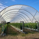 Raspberries in Haygrove Tunnels