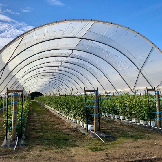Raspberries in Haygrove Tunnels