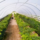 Raspberries in Haygrove Tunnels