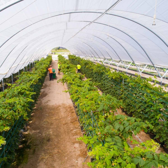 Raspberries in Haygrove Tunnels